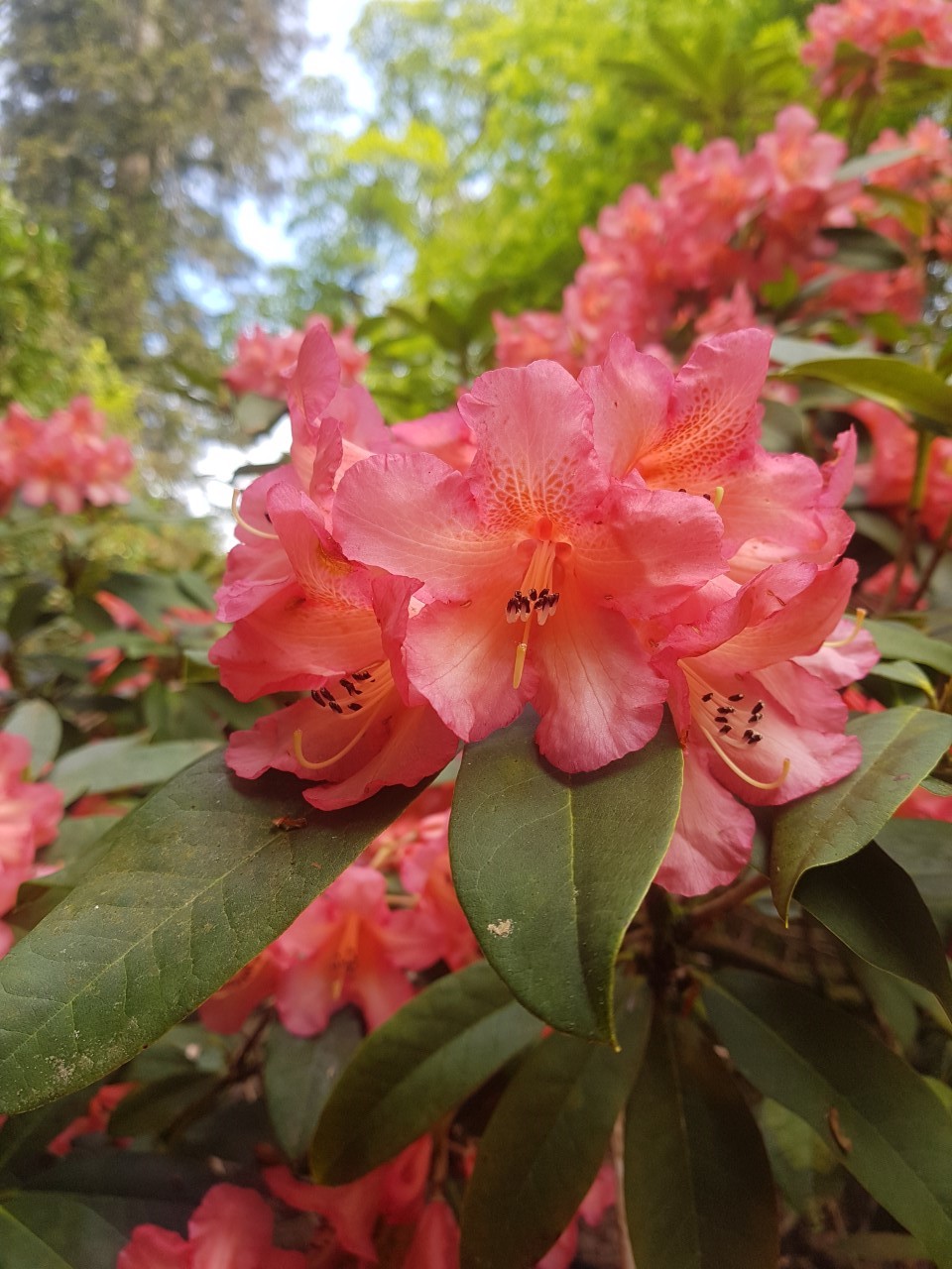 'Minterne Berryrose'